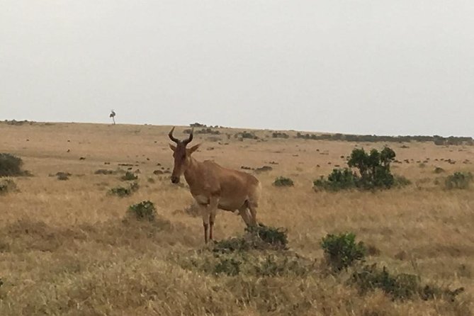 Olpejeta Conservancy Day Tour - Photography Opportunities