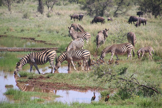 Olpejeta, Lake Naivasha, Masai Mara 5 Days Private Kenya Jeep Tour - Inclusions and Amenities