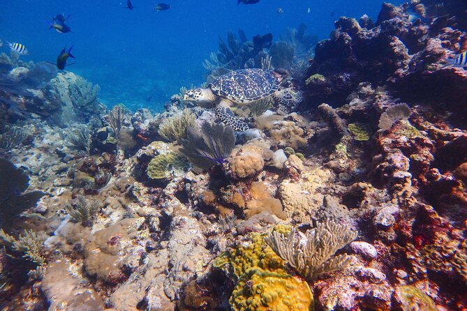 Open Water Certification Course-PADI - Classroom and Dive Experiences