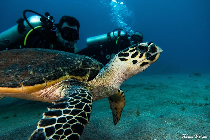 Open Water Diver Course [5 Days/18m] and Advanced Open Water Diver [2 Days/30m] - Traveler Recommendations