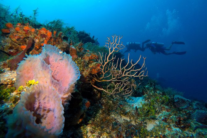 Open Water Diver Course PADI Including Underwater Video - Customer Reviews and Experiences