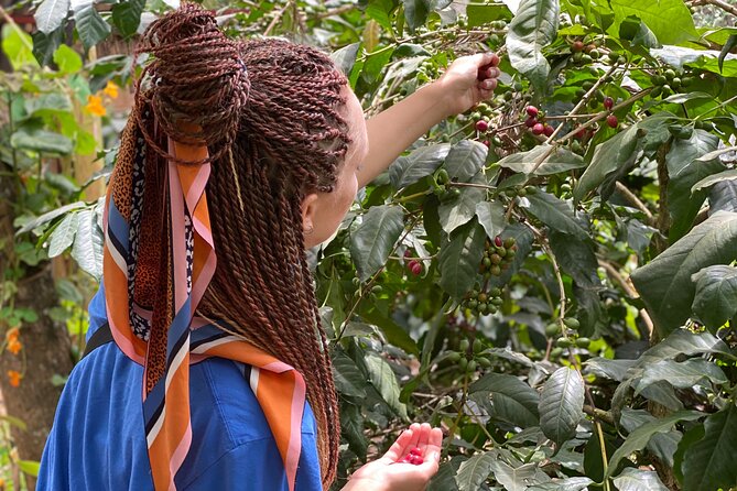 Organic Coffee Tour and Local Food Experience in Arusha - Local Cuisine Highlights