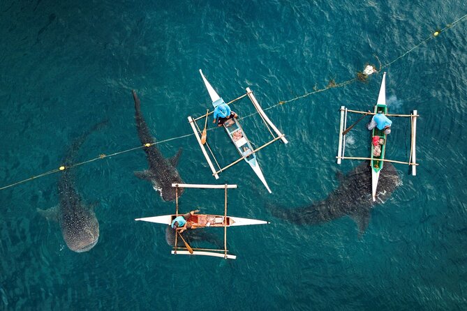 Oslob Whaleshark With Sumilon Island - Meeting Points and Schedule