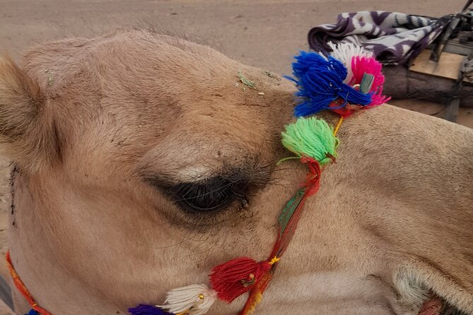 Overnight Camel Trek in Merzouga Dunes - Sandboarding and Berber Culture
