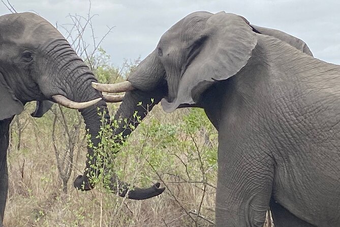 Overnight Kruger National Park Classic Camping Safari - Customer Reviews and Feedback