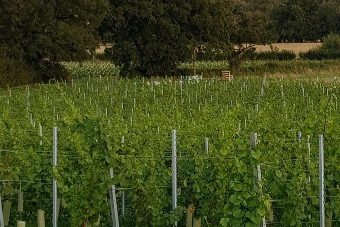 Owners Vineyard Tour and Tasting at Oastbrook - Reviews and Ratings
