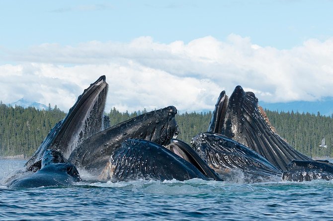 Paddle With Whales! Kayak Adventure - Health and Safety