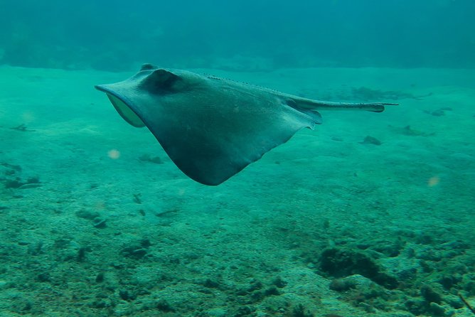 PADI Discover Scuba Diving - Customer Experiences and Feedback