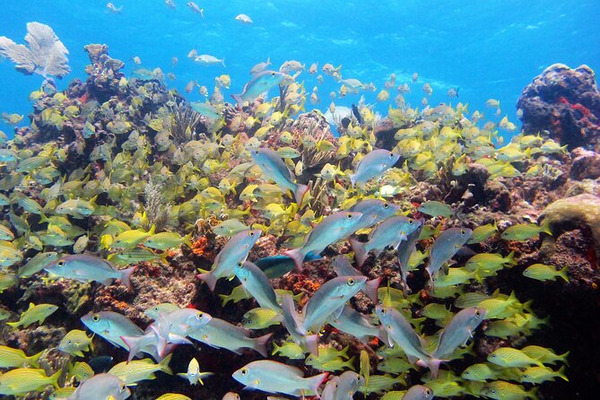 PADI Discover Scuba Diving for Divers Without Certification - Diving Experiences