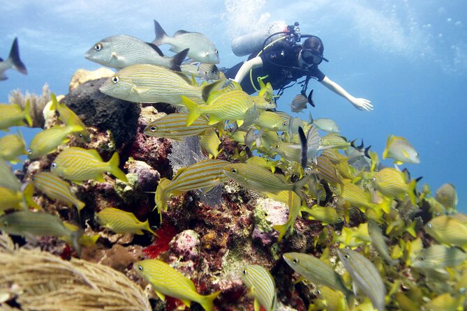PADI Open Water Diver Course - Scuba Equipment Included