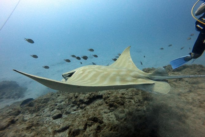PADI Scuba Dive Course in Costa Adeje - Underwater Experience