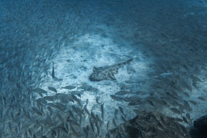 PADI Scuba Diver Course in Puerto De Mogan - Customer Reviews