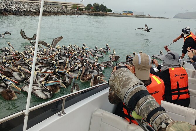 Palomino Islands Sea Lion Swimming Tour From Lima - Experiencing the Swim