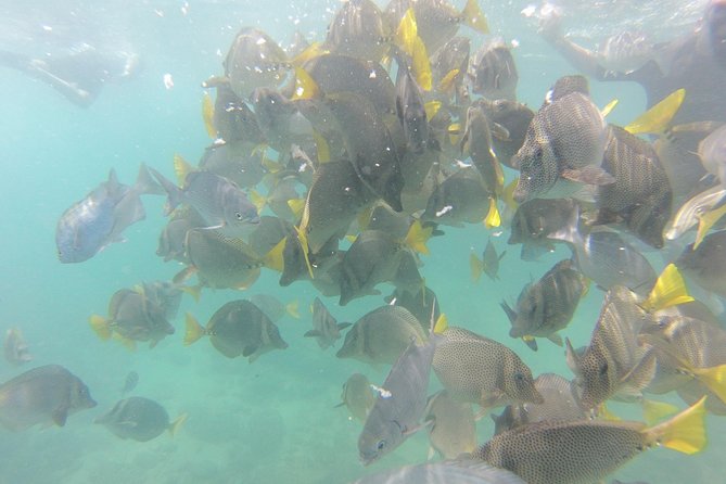 Pelican Rock Snorkeling and Sightseeing Adventure - Recommendations and Requirements