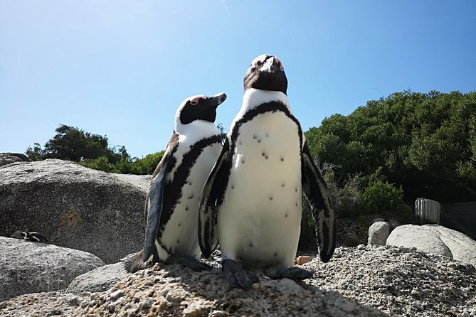 Penguin Time! Private Peninsula Experience. - Luxury Transportation and Amenities