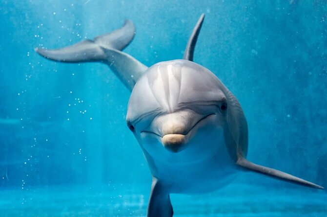 Photo Session With Dolphins With Transfer in Hurghada - Accessibility and Participation