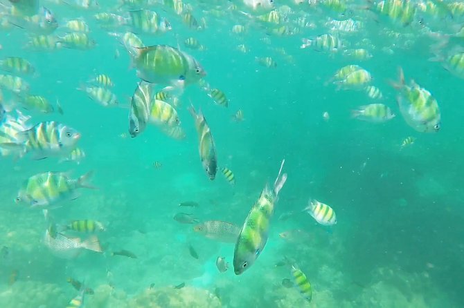 Phuket: Phi Phi Islands by Ferry With Snorkeling and Lunch - Tour Conditions and Restrictions