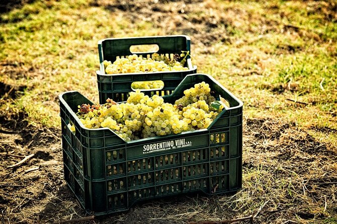 Picnic in the Vineyard on the Slopes of Vesuvius - Location and Transportation
