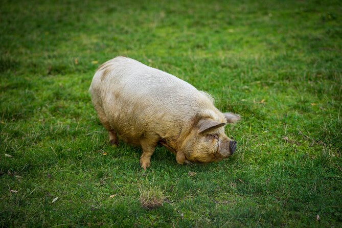 Pigs Are Petting in the Waldviertel - Additional Information