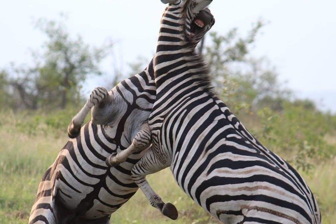 Pilanesberg Full Day Safari Private - Pricing and Booking