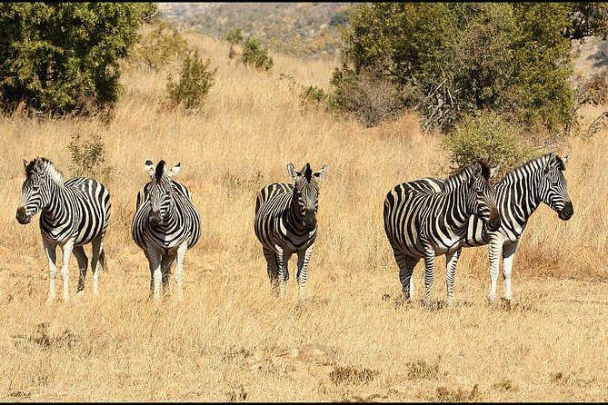 Pilanesberg Game Reserve 6 Hour Sunrise Safari From Johannesburg or Pretoria - Wildlife Sightings