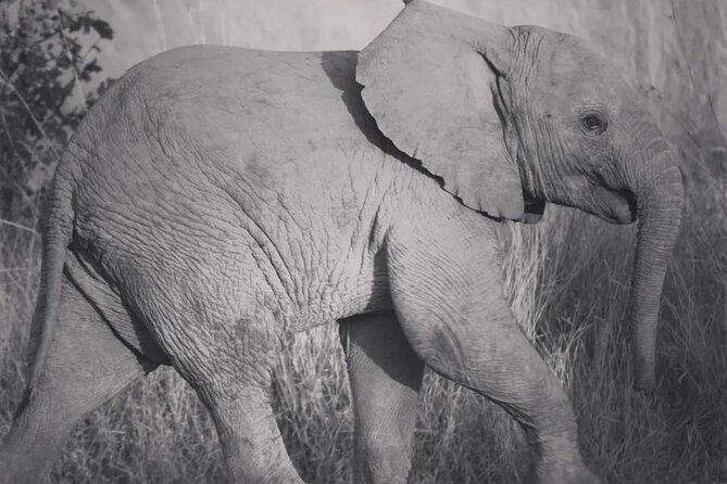 Pilanesberg National Park Safari, BIG 5 Full Day - Accessibility and Participation