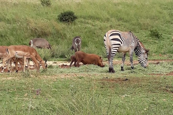 Pilanesberg Safari Fullday - Accessibility and Health Considerations