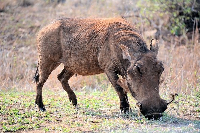 Pilanesberg Wildlife Safari - Pickup and Meeting Logistics
