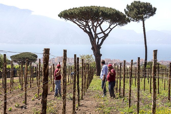 Pompeii Ruins & Wine Tasting With Lunch on Vesuvius With Private Transfer - Tour Highlights