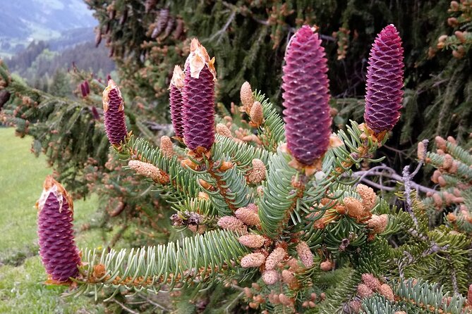 Power of Trees Private Tasting Tour - Guided Meditation