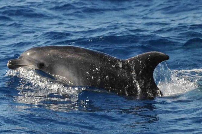 Prestigious Cruiser Private Charter - Specialized Dietary Accommodations
