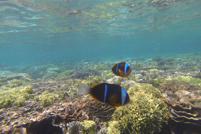 Prison Island Tour - Swimming and Snorkeling Opportunities