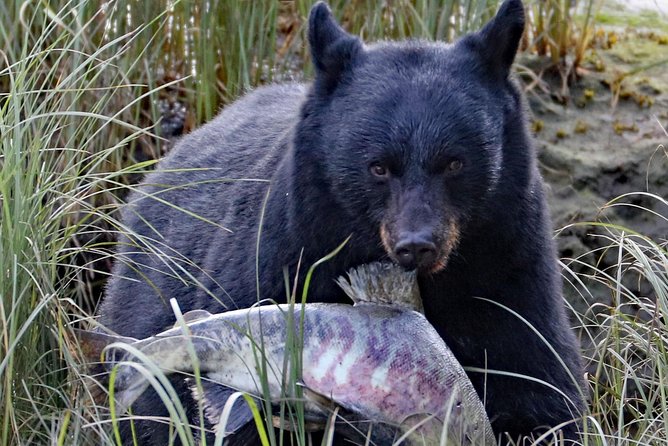 Private 2.5 Hour Potlatch Park, City & Wildlife Tour - Accessibility and Participation