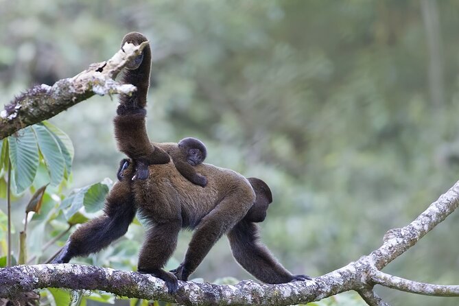 Private 4 Days Tour to the Amazon Region in Ecuador - Accessibility and Participation