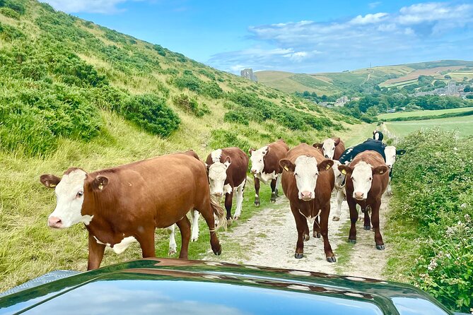 Private 4x4 Safari Review: Lulworth Adventure - Food and Beverages