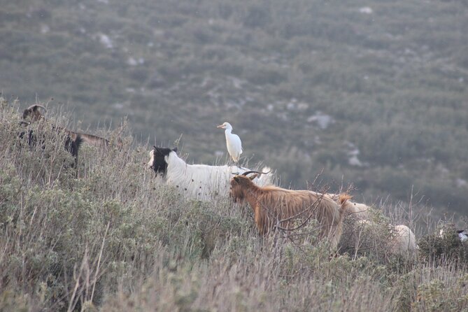 Private Birding Tour in Albania - Additional Information