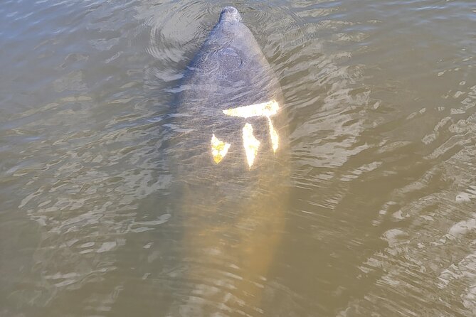 Private Boat Tour up to 12 People Fort Myers Beach and Sanibel - Discovering Sanibel Island