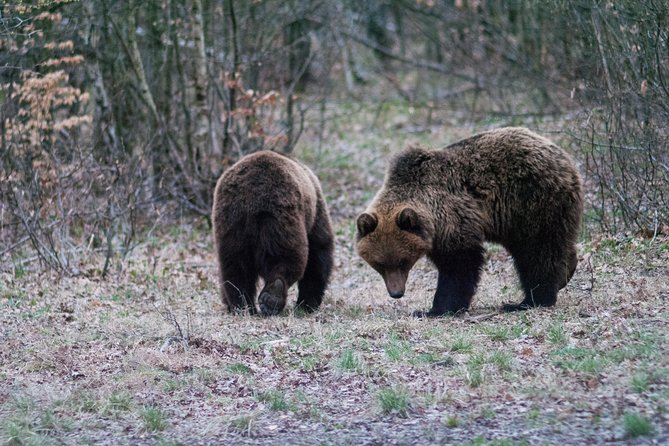 Private Brown Bear Watching Experience Near Odorheiu Secuiesc - Reviews and Ratings