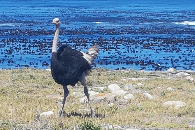 Private Cape Peninsula Tour - Cape Point, Cape of Good Hope Sightseeing - Tour Schedule and Accessibility