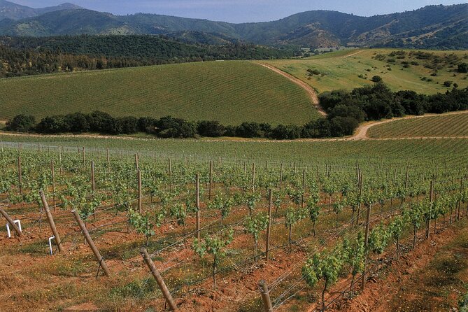 Private Casablanca Valley De Luxe Wine Tour - Tour Experience Highlights