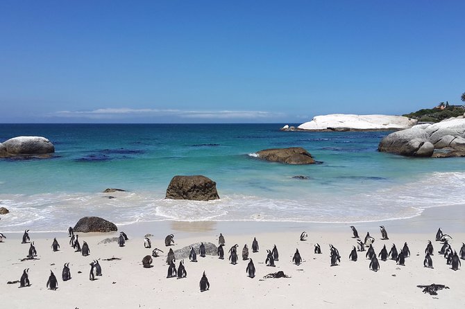 Private Day Tour to the Cape of Good Hope - Tips for Travelers