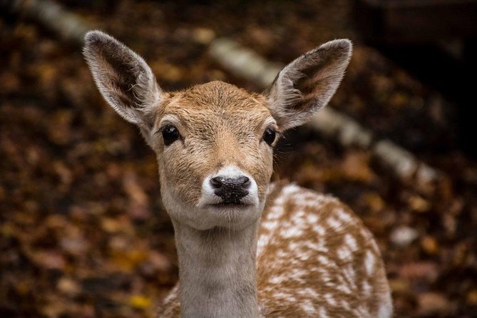 Private Day Tour to Wildlife Parc Omega and Montebello Lodge From Montreal - Guest Reviews and Testimonials