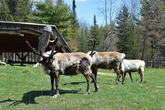 Private Day Trip to Parc Omega and Chateau Montebello From Montreal - Participation Details