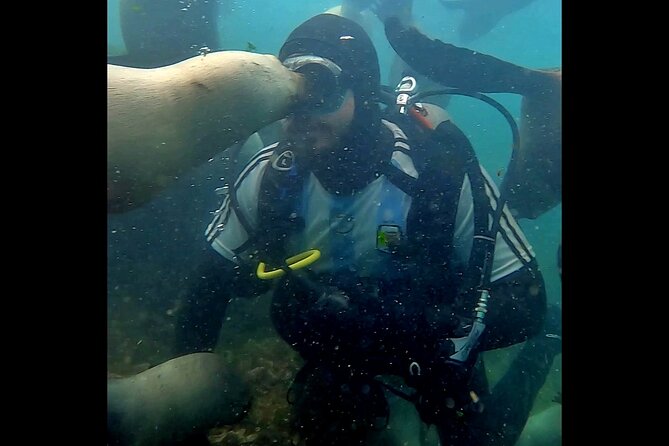 Private Diving Experience With Sea Lions in Punta Loma - Feedback From Previous Participants