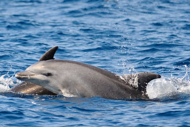 Private Family Dolphin Tour in Poreč - Tour Policies