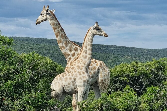 Private Full-Day Addo Elephant Park & Giraffe Walk Safari - Positive Guest Reviews