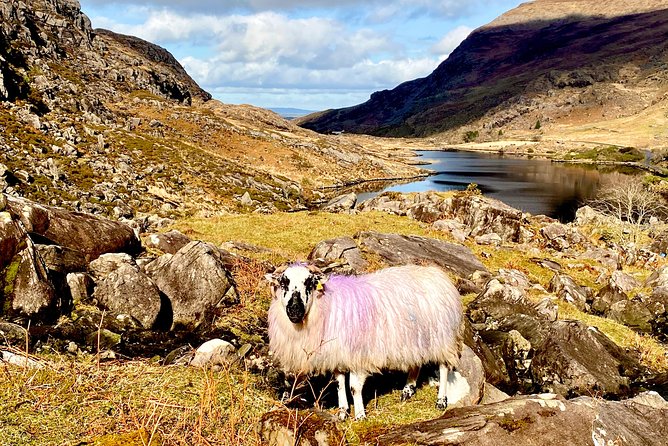 Private Full Day Tour From Killarney - Ring of Kerry/Skellig - Booking Information