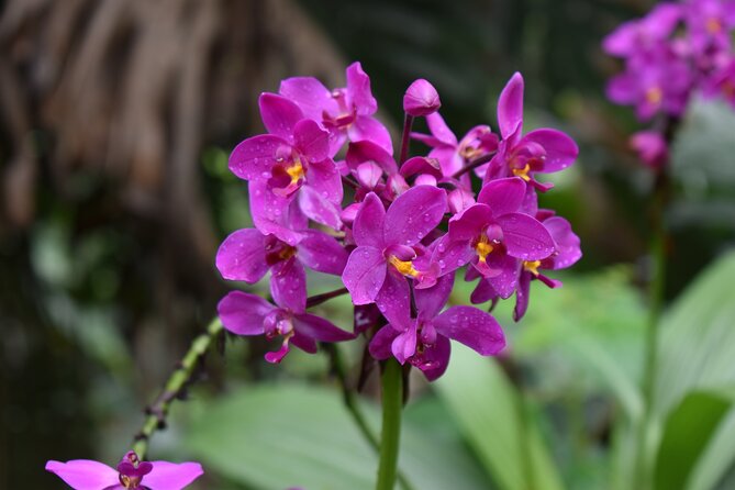 Private Glorious Gardens of Barbados - Garden Highlights