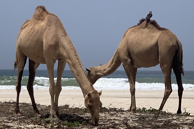 Private Guided Tour to West Beaches of Salalah - Accessibility Features