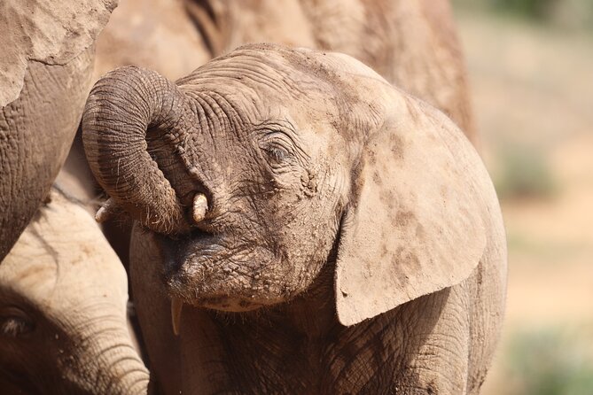 Private Half-Day Addo Elephant National Park Safari - Booking Your Safari